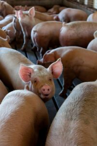 pigs europeos